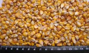 Зерновые — Кукуруза 30 кг — фото