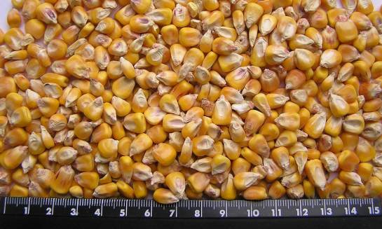 Кукуруза 30 кг — фото-527_1