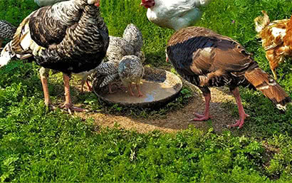 Каталог — Корм для птиц — фото