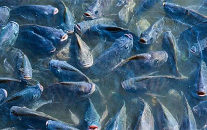 Каталог — Корм для рыб — фото