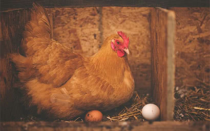 Корм для птиц — Для кур несушек — фото