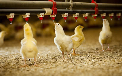 Корм для птиц — Для бройлеров — фото