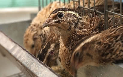 Корм для птиц — Для перепелов — фото