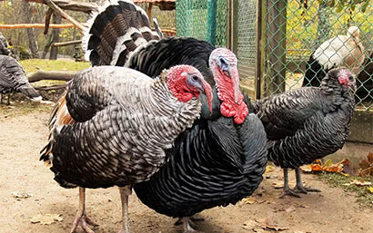 Корм для птиц — Для индеек — фото