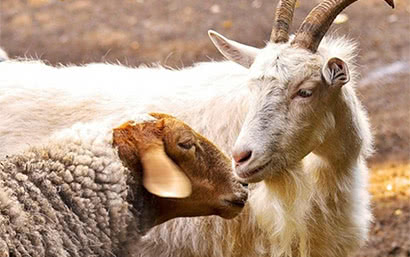 Каталог — Корм для коз и овец — фото