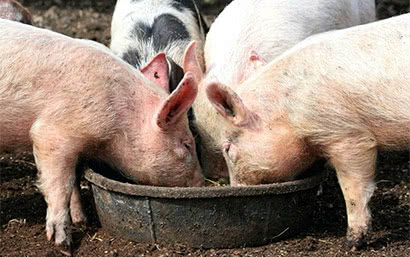 Каталог — Корм для свиней — фото