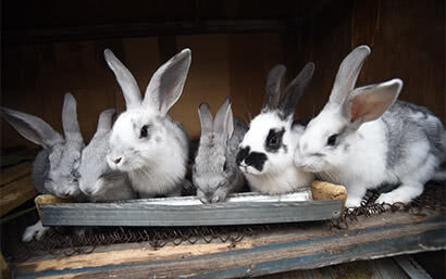 Каталог — Корм для кроликов — фото